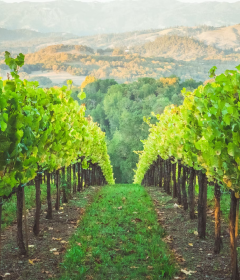 THƯƠNG HIỆU TERRA DE VINS